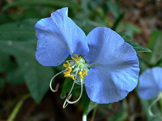 {Commelina erecta}